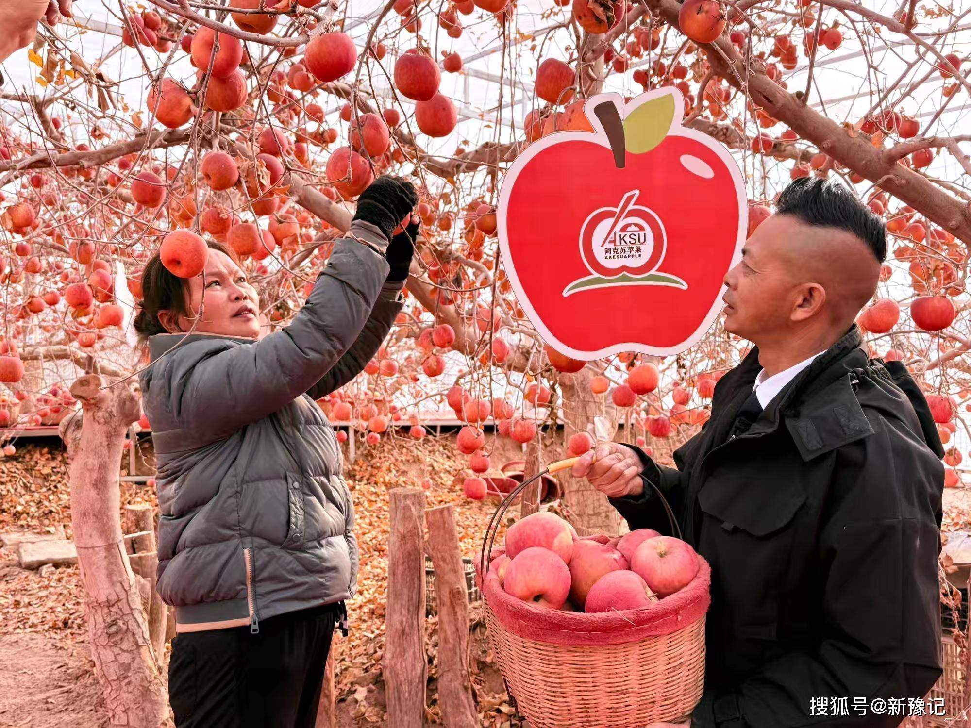 阿克蘇紅旗坡秘境蘋(píng)果園： 蘋(píng)果豐收啦！ 西域佳果枝頭迎霜