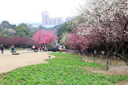 成都植物園春來早 賞花時正好