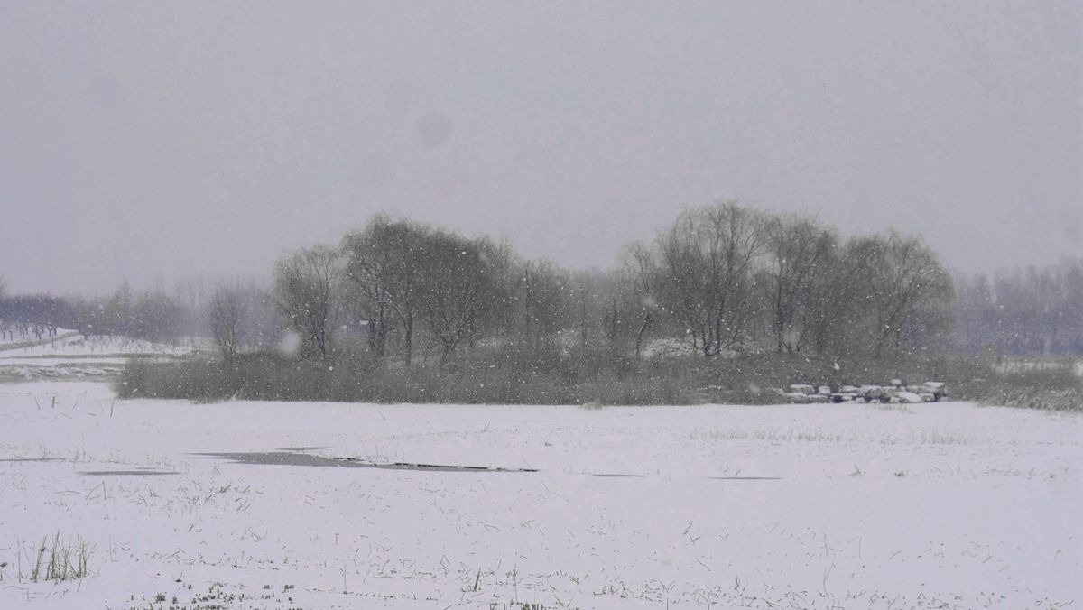 笑琰攝影：春雪野鴨圖