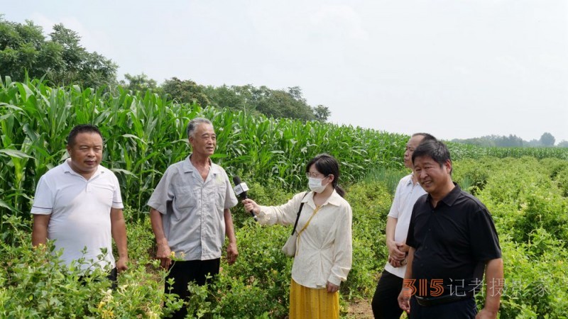 碳?xì)淇萍己朔始夹g(shù)助力巨鹿縣金銀花種植戶零農(nóng)殘喜茯豐收