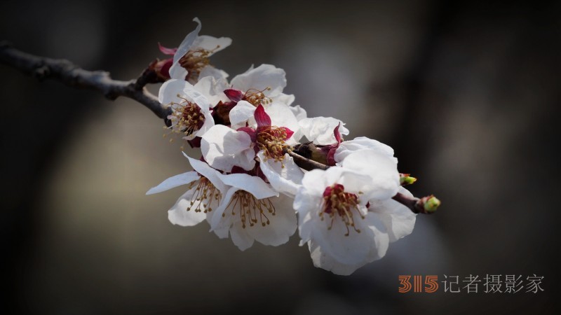 笑琰攝影：春日又花開 鳥兒鳴綠柳