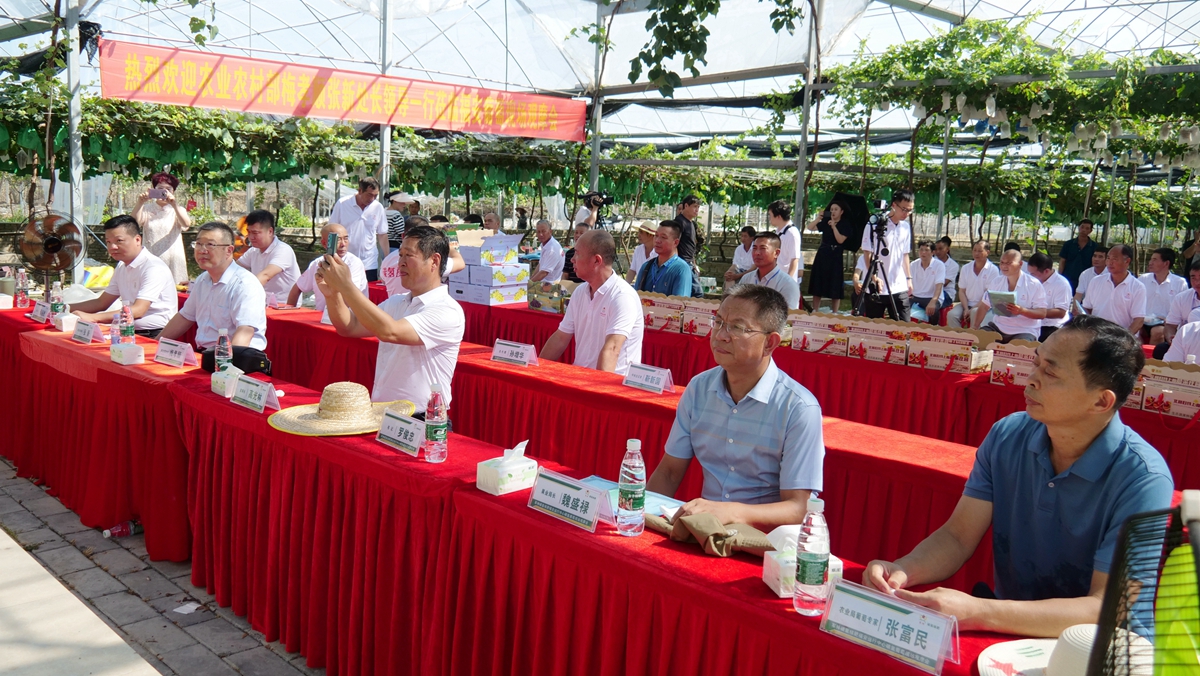 葡萄園里助農(nóng)忙——碳氫核肥碳氫葡萄現(xiàn)場觀摩會在福建福安象環(huán)村召開